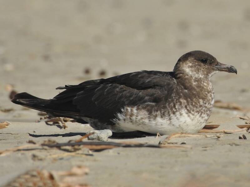Pomarine Jaeger (Stercorarius pomarinus)
