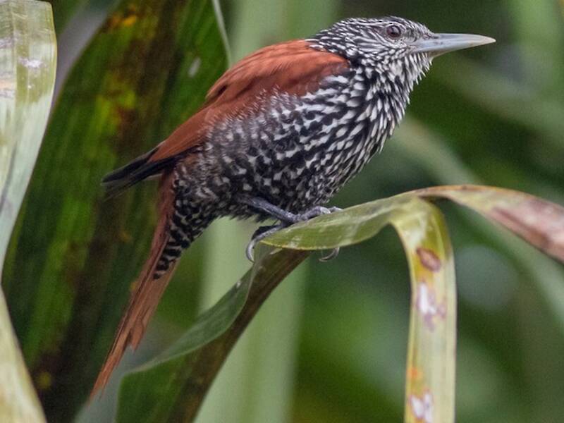 Point-tailed Palmcreeper