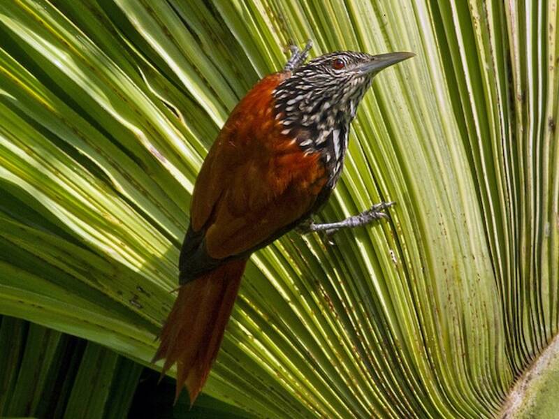 Point-tailed Palmcreeper, Photos 2