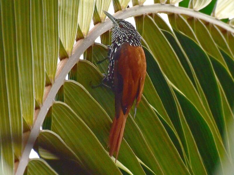 Point-tailed Palmcreeper, Photos 3