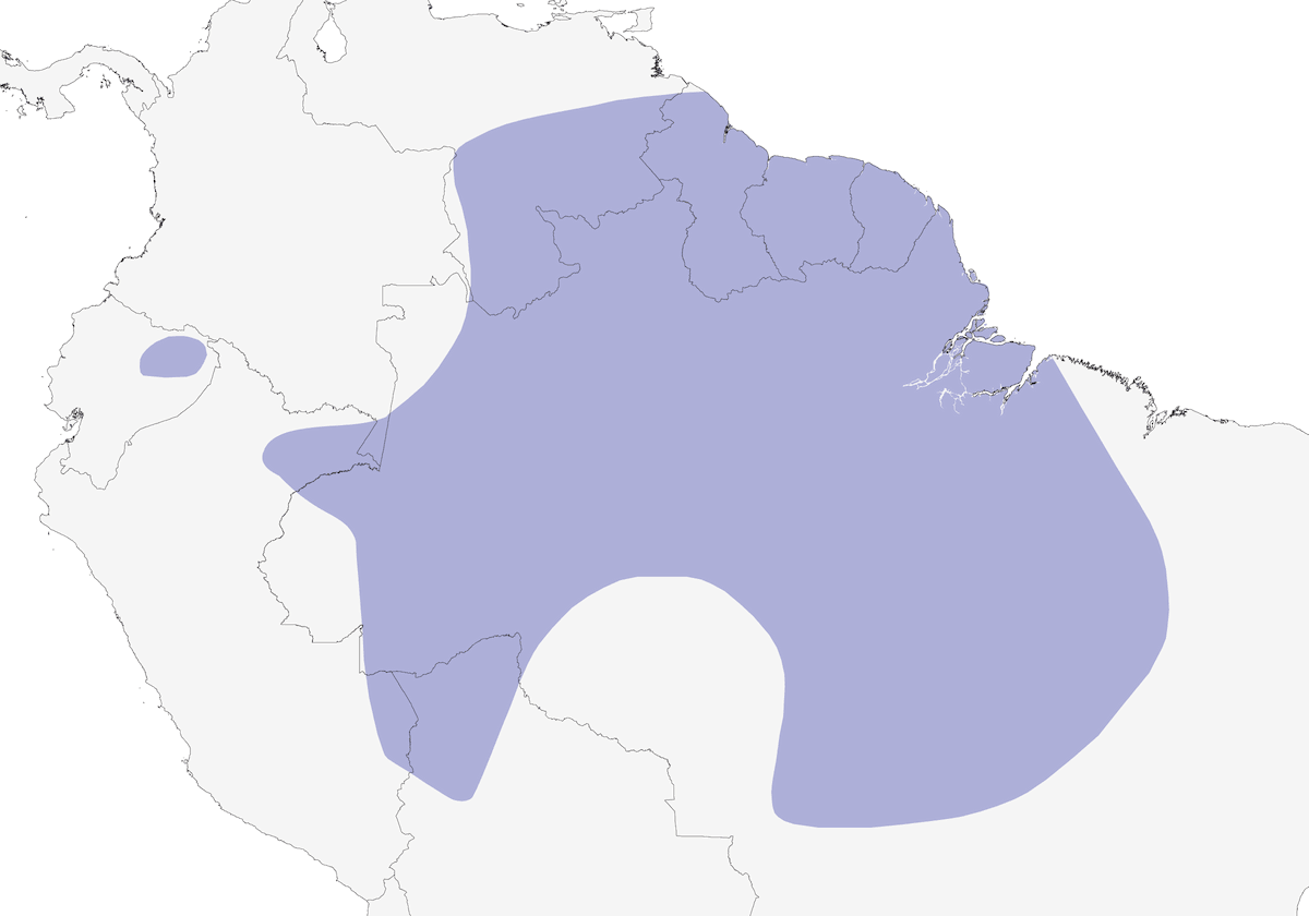 Point-tailed Palmcreeper, Distribution 1
