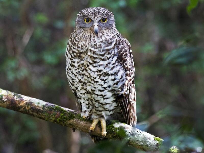 Powerful Owl, 照片 3