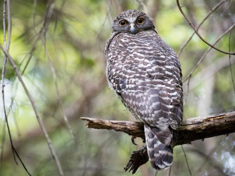 Powerful Owl, 照片 4