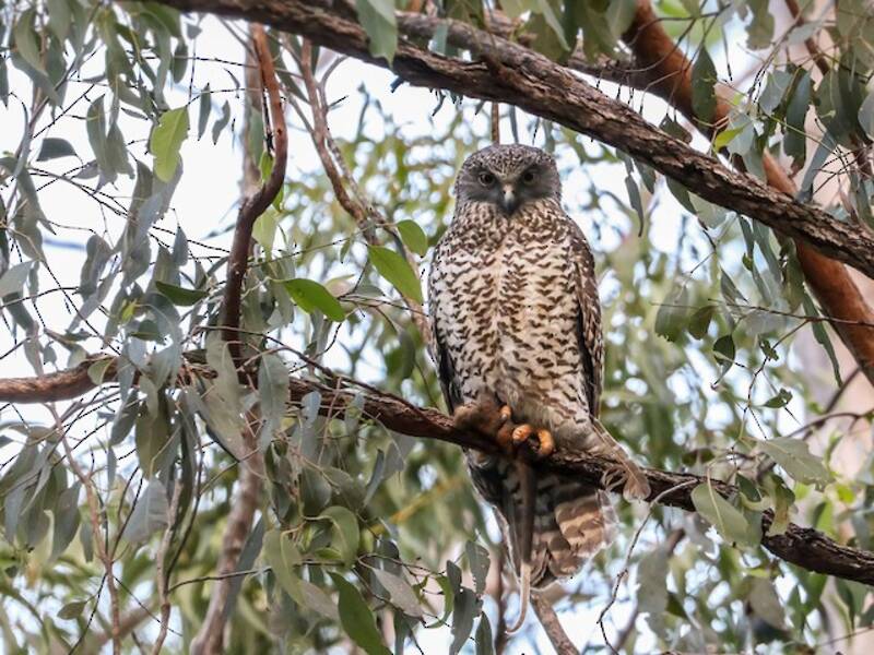 Powerful Owl, 照片 2