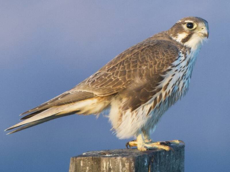 Falco della prateria, Foto 2
