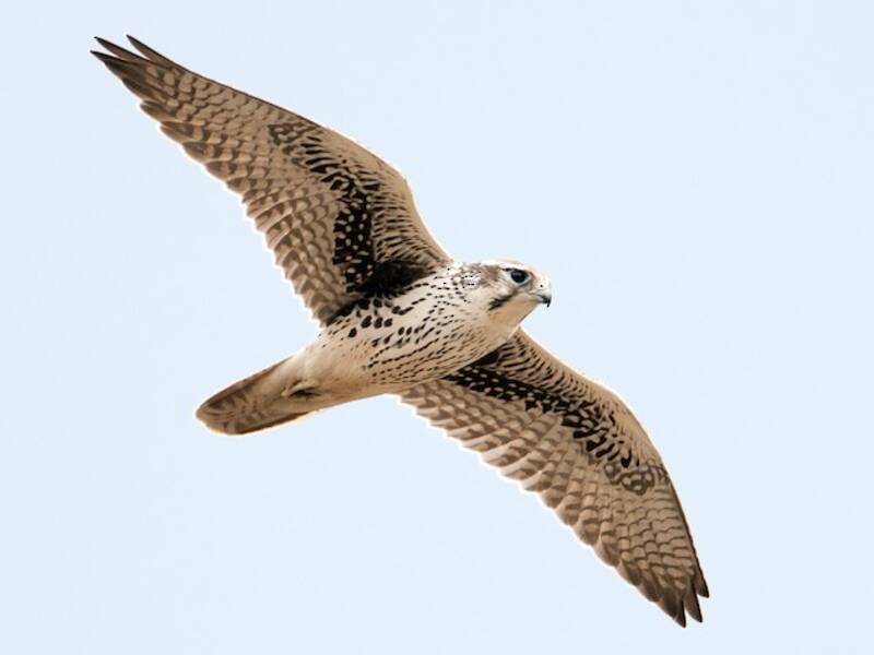 Falco della prateria, Foto 3
