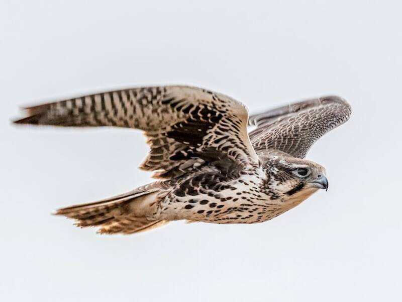 Falco della prateria, Foto 4