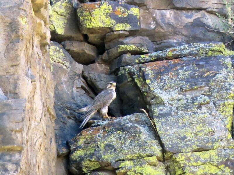 Falco della prateria