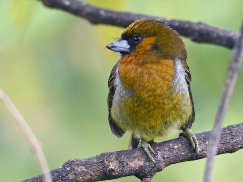 Frantzius-Tukanbarbet, Fotos 4