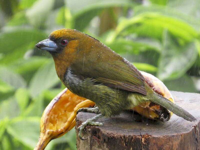 Frantzius-Tukanbarbet, Fotos 3