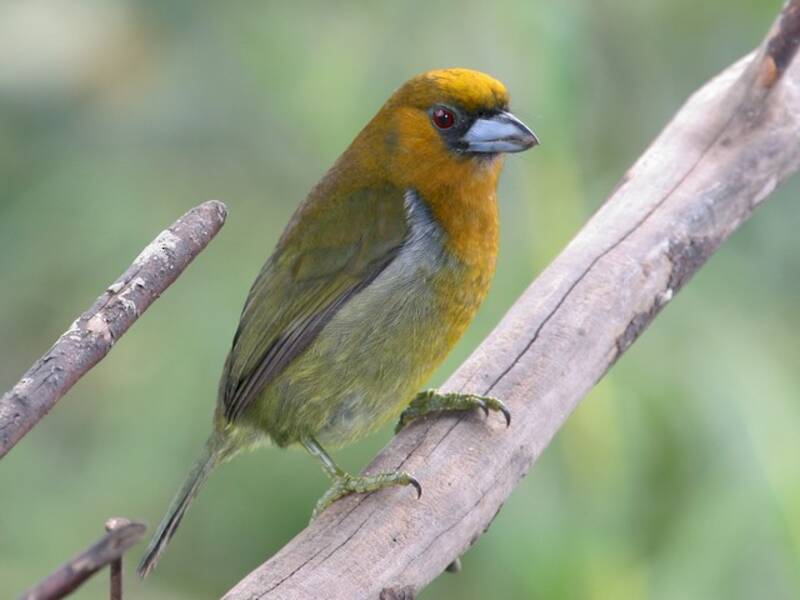 Frantzius-Tukanbarbet, Fotos 2