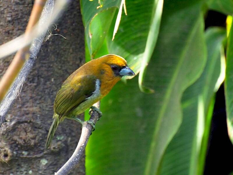 Frantzius-Tukanbarbet
