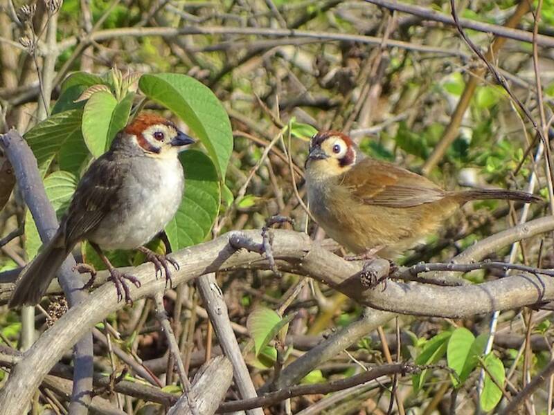 White-faced Ground-Sparrow