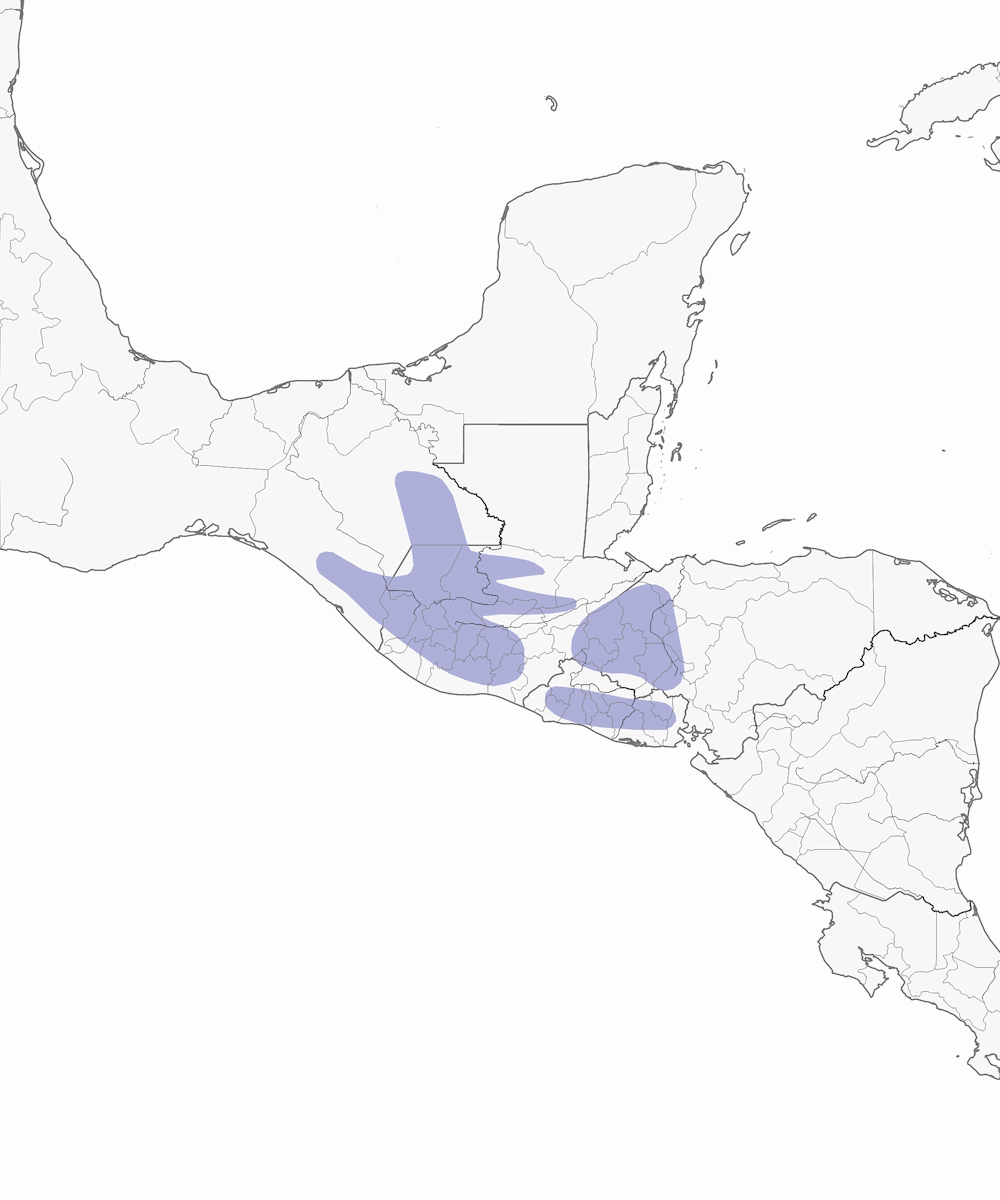 Gorrión terrestre cariblanco, Distribución 1