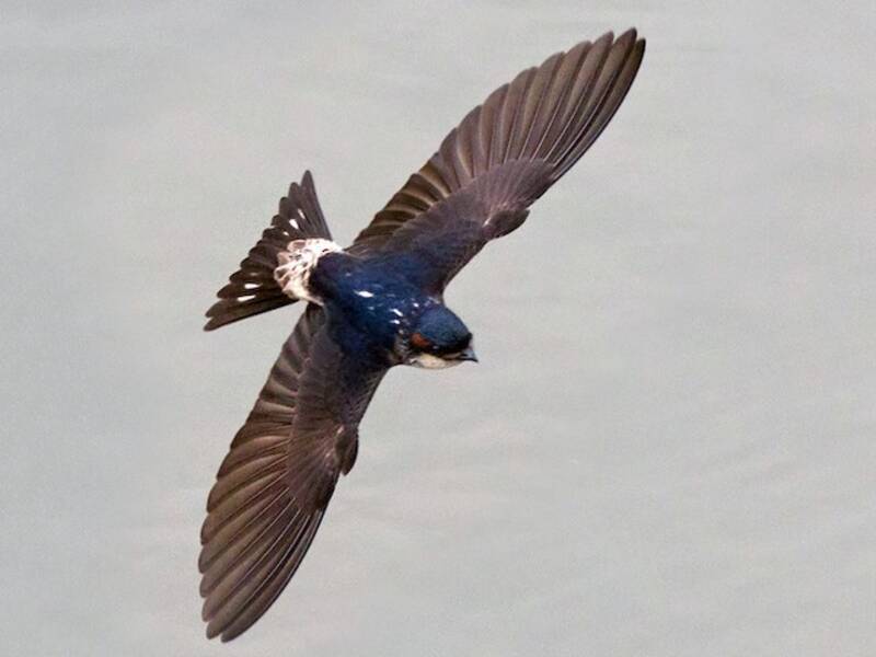 Preuss's Swallow