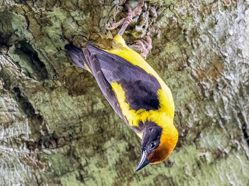 Preuss's Weaver