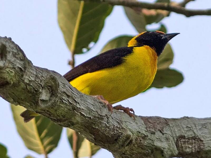 Preuss's Weaver, Photos 3