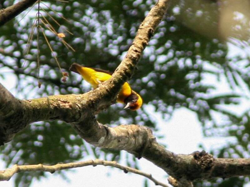 Preuss's Weaver, Photos 4