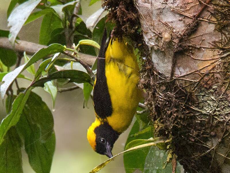 Preuss's Weaver, Photos 2