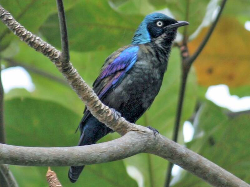 Principe Starling, Photos 1