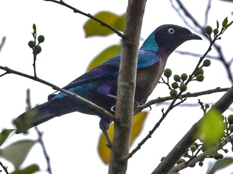 Principe Starling, Photos 3