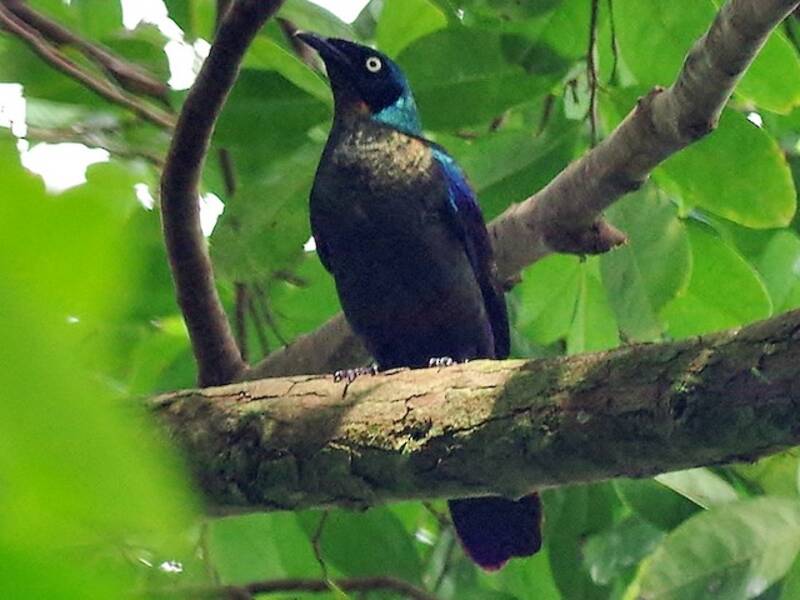 Principe Starling, Photos 2
