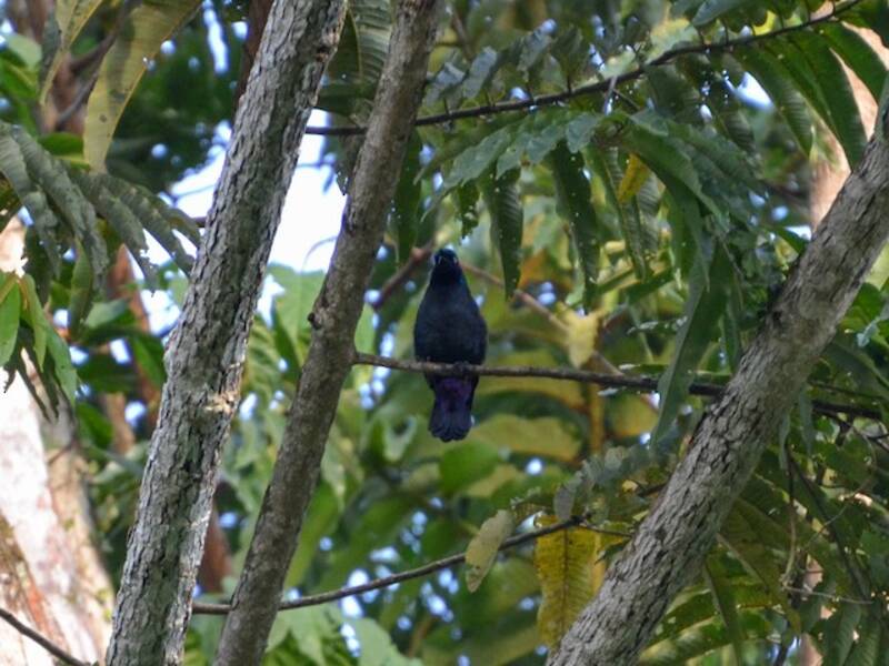 Principe Starling, Photos 4