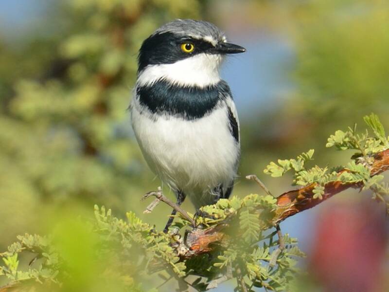 Pririt Batis, 照片 3