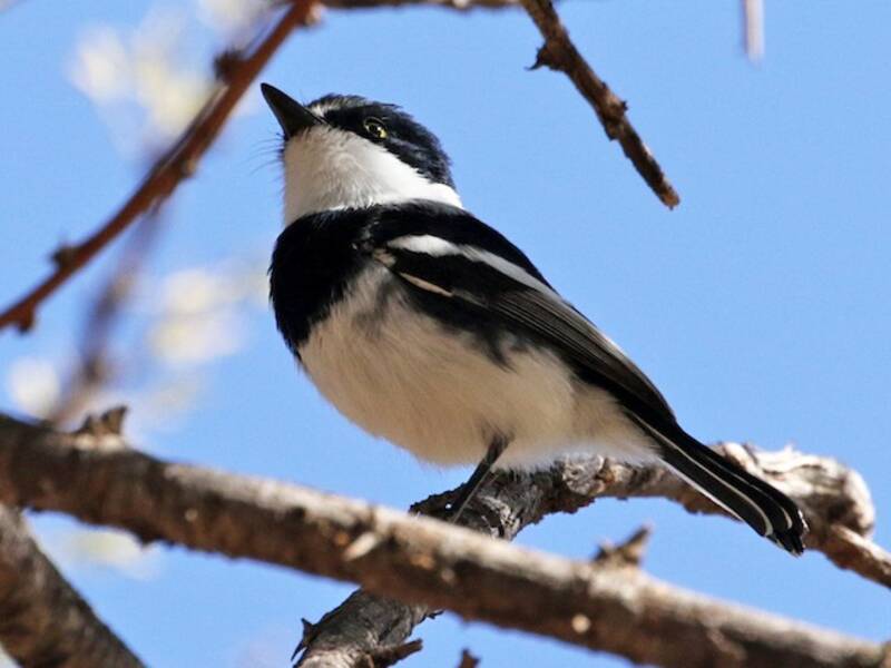 Pririt Batis, 照片 2