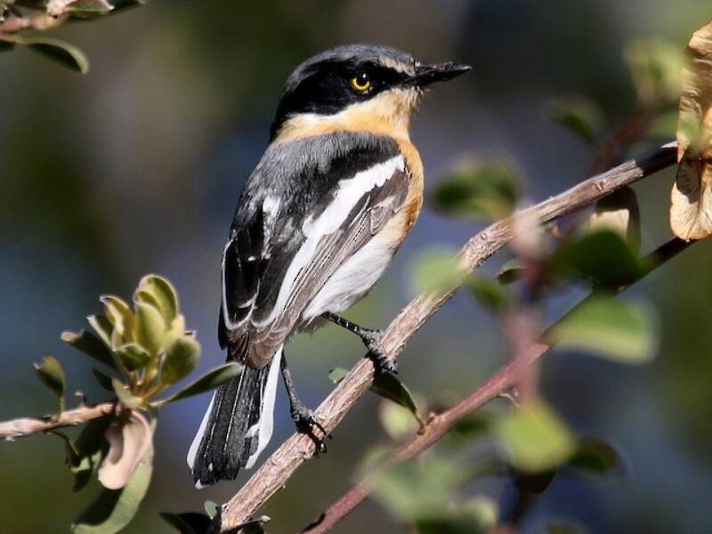 Pririt Batis, 照片 4