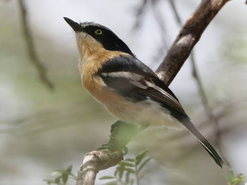 Pririt Batis