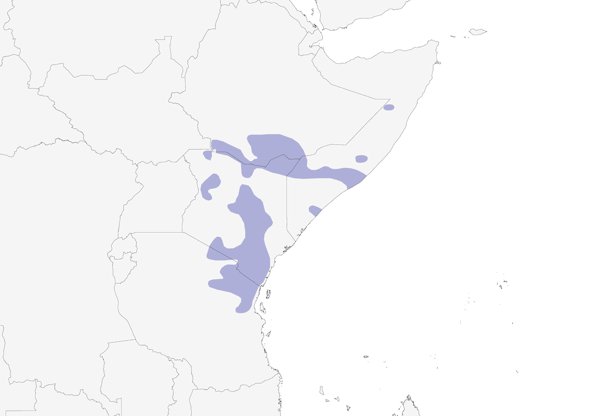 Talanquera de Pringle, Distribución 1