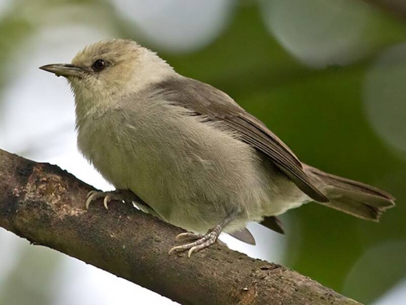 Principe-Brillenvogel, Fotos 3