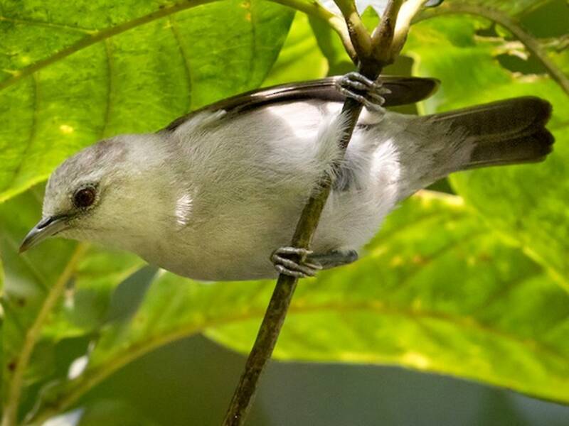 Principe-Brillenvogel, Fotos 2