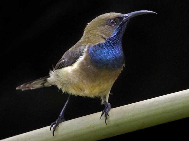 Principe-Nektarvogel, Fotos 2