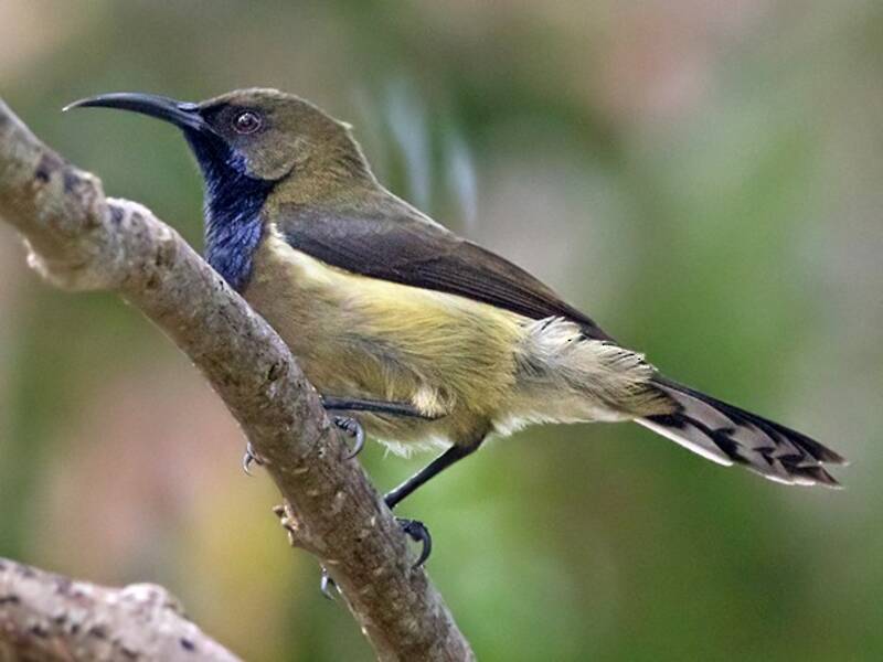 Principe Sunbird