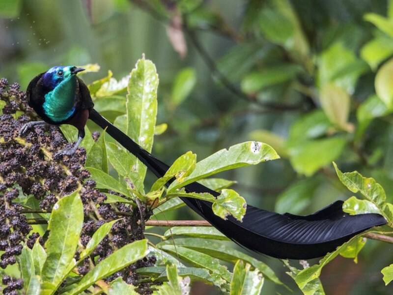 Stephanie's Astrapia