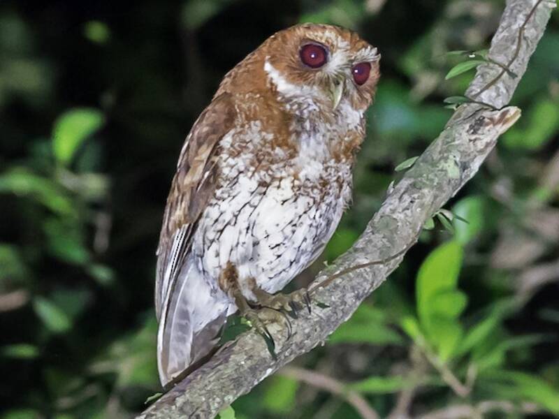 Puerto Rican Owl, 照片 3
