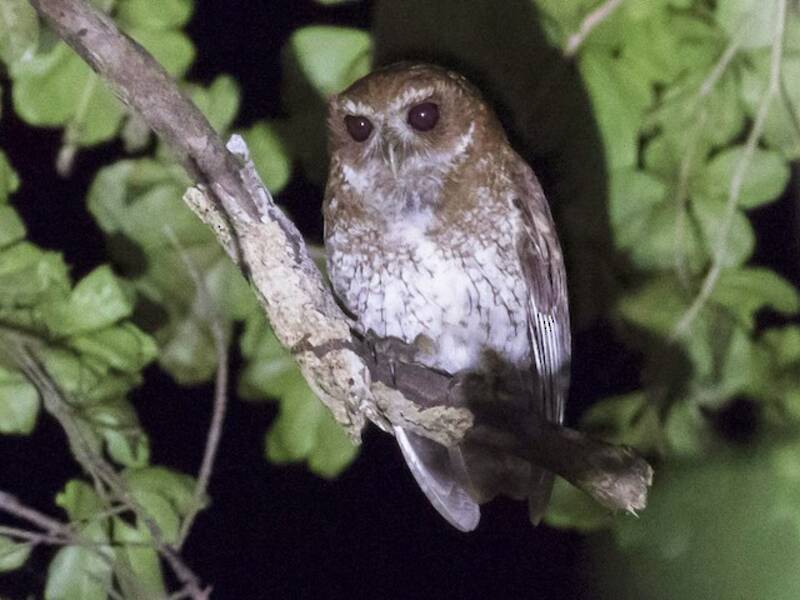 Puerto Rican Owl