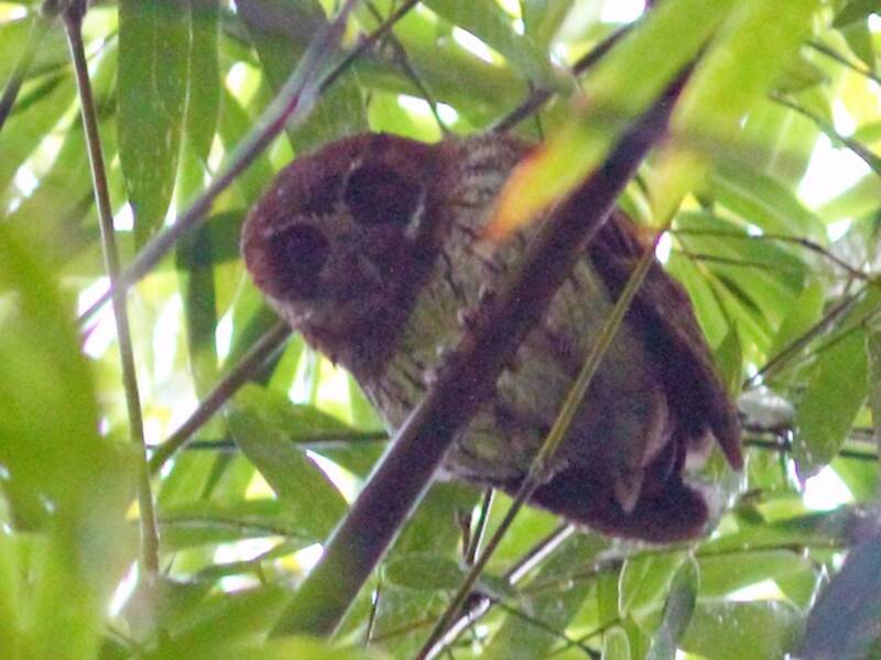 Puerto Rican Owl, 照片 2
