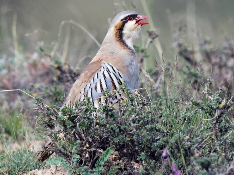 Perdiz de Przewalski, Fotos 4