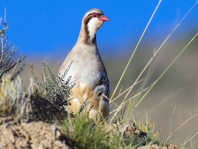 Perdiz de Przewalski, Fotos 3