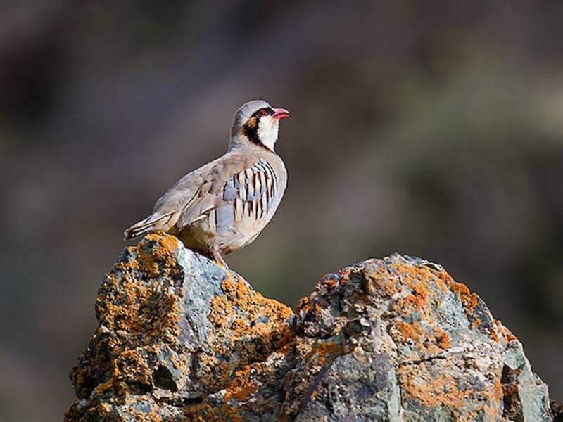 Perdiz de Przewalski, Fotos 2