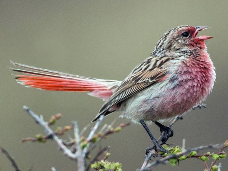 Przevalski's Pinktail