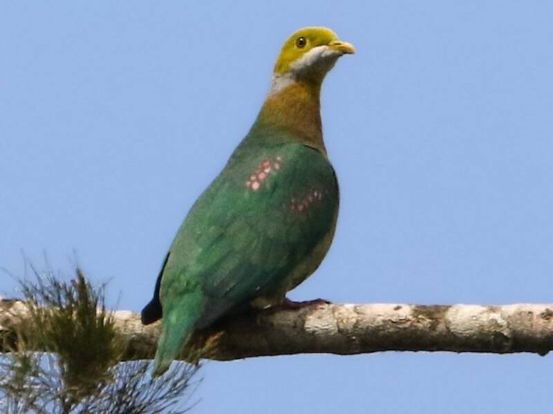 Pink-spotted Fruit-Dove, 照片 3