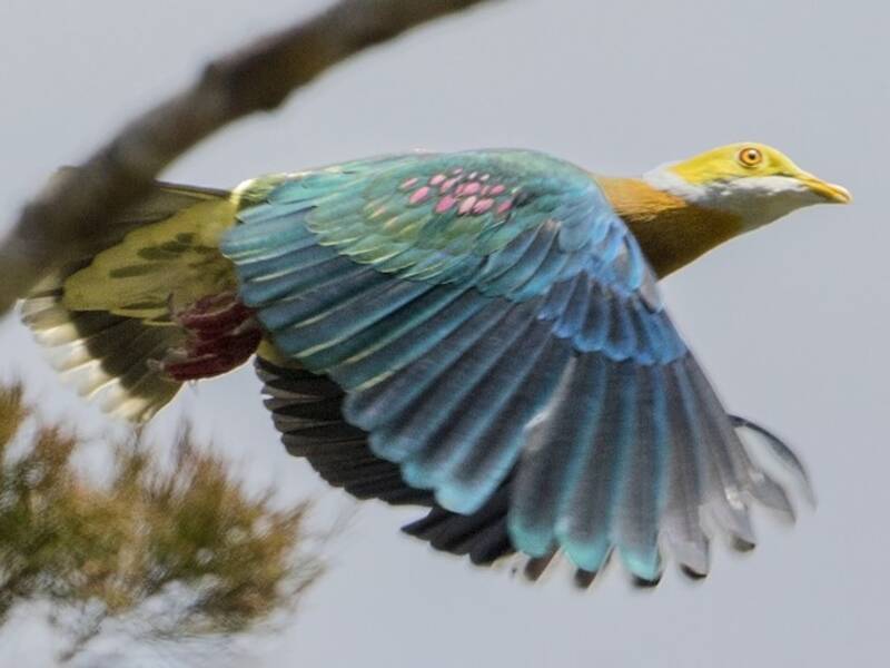 Pink-spotted Fruit-Dove, 照片 4