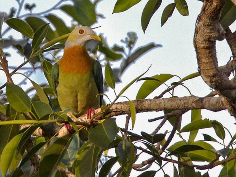 Pink-spotted Fruit-Dove, 照片 2