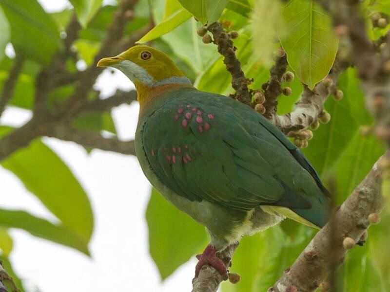 Pink-spotted Fruit-Dove