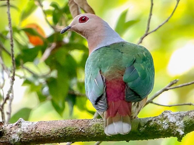 Purple-tailed Imperial-Pigeon