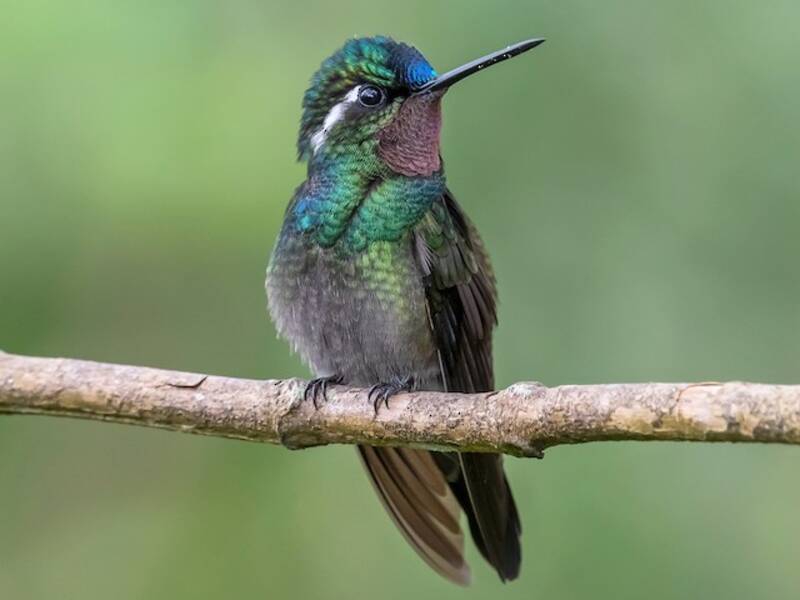 Purpurkehl-Bergkolibri, Fotos 2